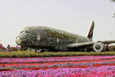 Miracle Garden – парк цветов в Дубае: где находится, как добраться, почему  стоит посетить | Отдых в 🏜️ Эмиратах - UaeTours | Дзен