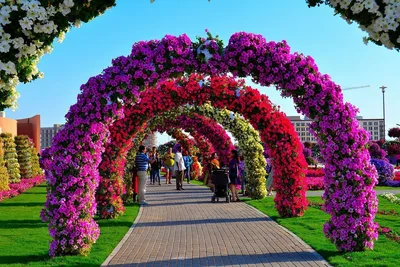 САД ЧУДЕС (Miracle Garden) в Дубае с более чем 150 миллионами цветов и 120  видами растений является крупнейшим в мире естественным… | Instagram