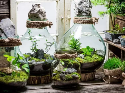 Мини-сад в бутылке (Terrarium met arrangement) с фиттониями - купить в  Минске с доставкой, цена и фото в интернет-магазине Cvetok.by