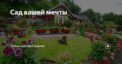 Питомник роз, цветов и плодовых растений \"Сад Вашей Мечты\"