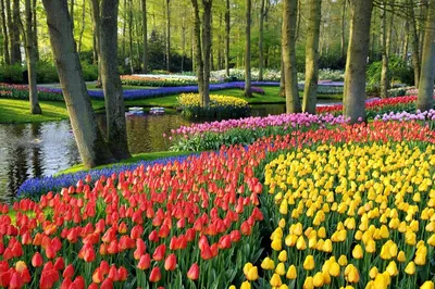 Красивый сад в парке Keukenhof, Голландии Стоковое Фото - изображение  насчитывающей поле, средства: 66995700