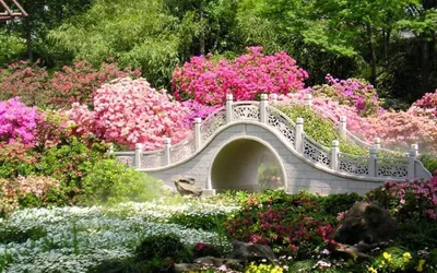 Самый большой в мире природный парк цветов: “Dubai Miracle Garden” -  Amusement Logic