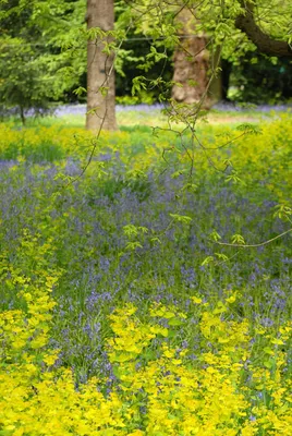 БОТАНИЧЕСКИЕ САДЫ КЬЮ (ROYAL BOTANIC GARDENS KEW)