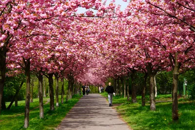 Дворцовый парк Шветцинген: цветущая сакура на фоне мечети