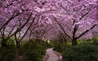 Цветение сакуры в Нью-Йорке: 10 лучших мест для прогулок - ForumDaily