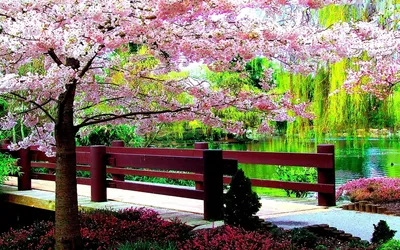 Сад сакуры в Японии - Wow, №1588377862 | Фотострана – cайт знакомств,  развлечений и игр
