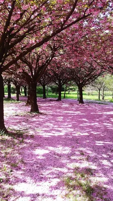 Японские сады уже цветут