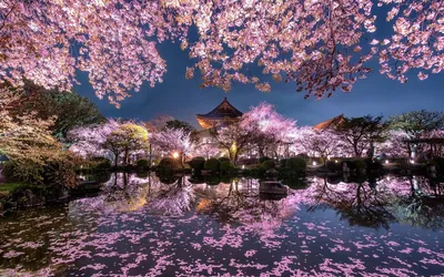 Фотообои Бескрайние сады сакуры в Японии купить в Москве, Арт. 10-037 в  интернет-магазине, цены в Мастерфресок