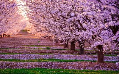 Сад цветущей сакуры (36 фото) - 36 фото