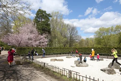Сакура в Ботаническом саду зацветет уже на этих выходных | Blog Fiesta