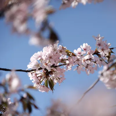Японский сад в Ботаническом саду, Москва - «Для того чтобы увидеть цветение  САКУРЫ, необязательно лететь в Японию 🌸 Японский сад в Ботаническом саду в  Москве» | отзывы