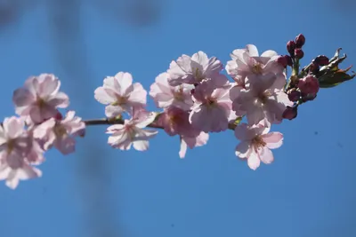 Город-сад ВВГУ: посмотреть на цветение сакуры можно в дендропарке  университета . Владивостокский государственный университет ВВГУ