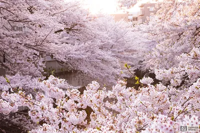 Фотообои \"Городской сад цветущей сакуры\" - Арт. 170135 | Купить в  интернет-магазине Уютная стена