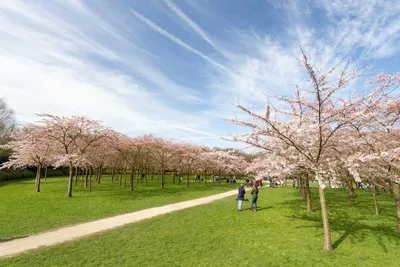 Дворцовый парк Шветцинген: цветущая сакура на фоне мечети