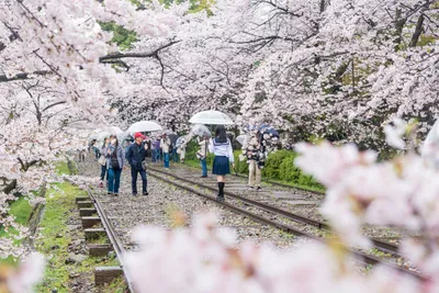 Сакура в саду Koishikawa Korakuen Okayama, Японии, Стоковое Изображение -  изображение насчитывающей марш, сезонно: 169147881