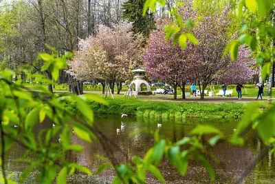 Где в Москве цветет сакура: список садов и парков | 360°