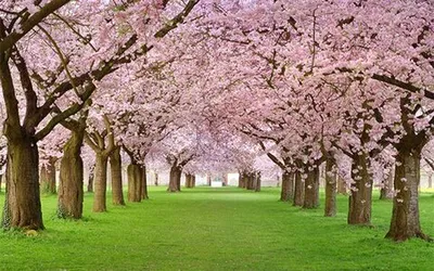 Цветение сакуры в Японии: гид по паркам и регионам - Блог OneTwoTrip