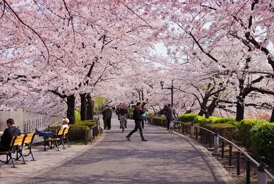 Где цветет сакура в Краснодаре: 3 сказочно красивых места - Я Покупаю