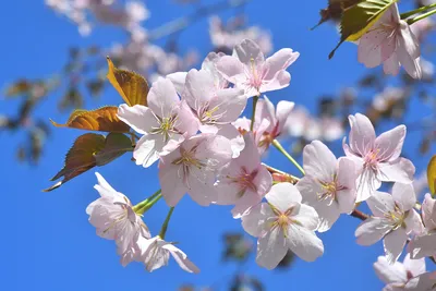 Цветение сакуры | Центральный ботанический сад