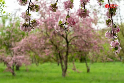 Япония – цветение сакуры, прямой полет с Машей Рубин - купить  организованный тур ✓Цена ✓Программа ✓Описание