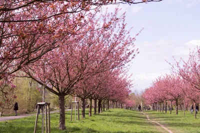 Цветение сакуры в Нью-Йорке: 10 лучших мест для прогулок - ForumDaily