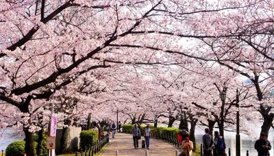 розовый сад Сакуры, Саппоро Стоковое Изображение - изображение  насчитывающей путь, сезон: 89774439