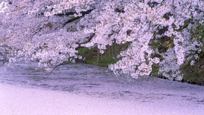 Сад сакуры дует сильный ветер и …» — создано в Шедевруме