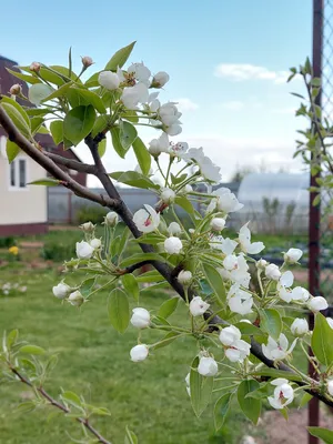 Один раз в год сады цветут... :: Галина – Социальная сеть ФотоКто