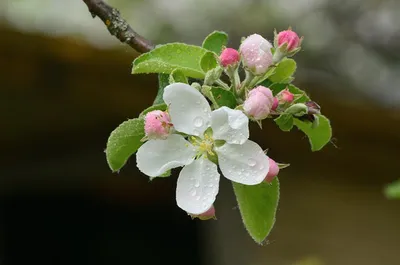 Один раз в год сады цветут Весну…» — создано в Шедевруме