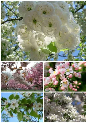Один раз в год сады цветут :: Новости :: ИРГСНО