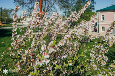 Фото Когда сады цветут... - фотограф Ирина З. - природа - ФотоФорум.ру