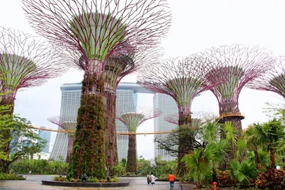 Сады у залива Gardens by the bay — Сингапур сайт что посмотреть  достопримечательности Сингапура