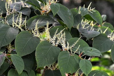 Горец сахалинский (Polygonum sachalinense F. Schmidt ex Maxim)