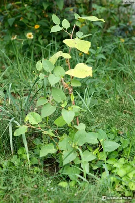 Рейнутрия сахалинская - Reynoutria sachalinensis (F. Schmidt) Nakai