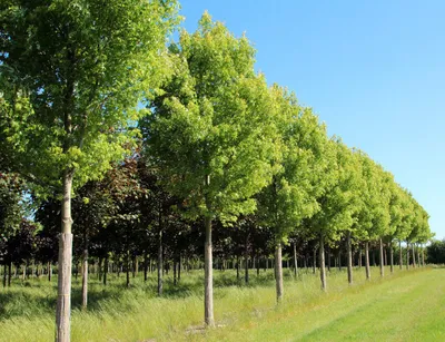 Клен сахарный (Acer saccharum) — Азовский лесопитомник