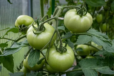 Зеленые помидоры на зиму: 3 лучших рецепта