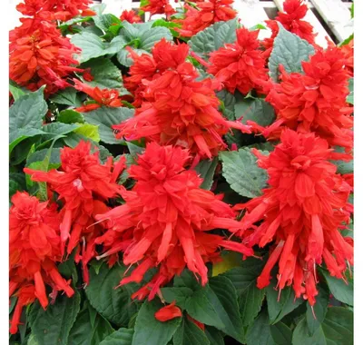 Цветы Сальвия блестящая: купить саженцы цветов сальвия блестящая в Твери |  GreenTver