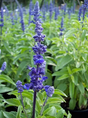 Сальвия блестящая (Salvia splendens)