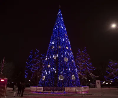 Где самая красивая елка на побережье: Геленджичане считают свою самой лучшей