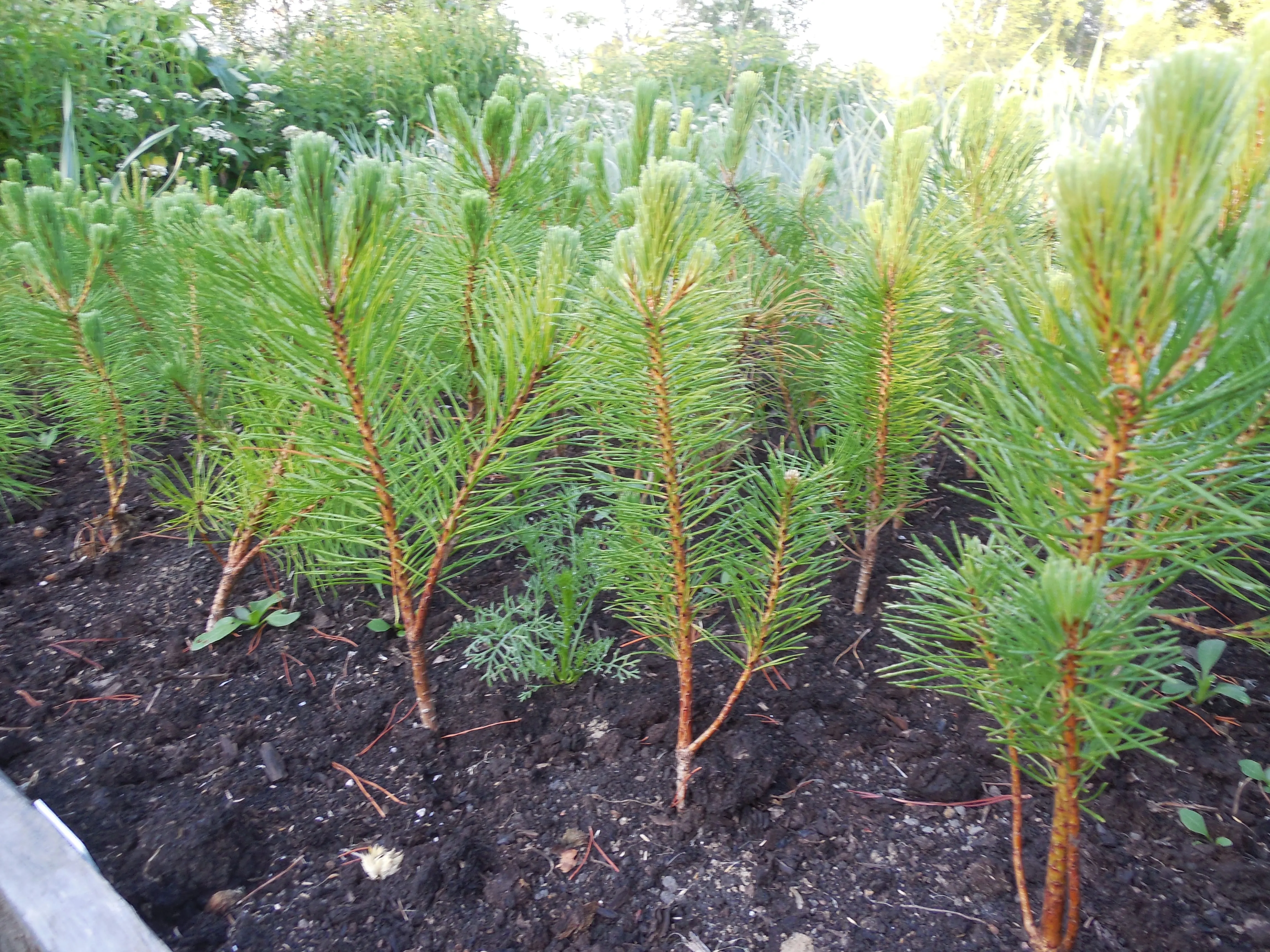 Сосна горная саженцы. Сосна Горная сеянец. Саженец сосны (Pinus Sylvestris). Сосна Горная Мугус саженцы. Сеянцы сосны обыкновенной.