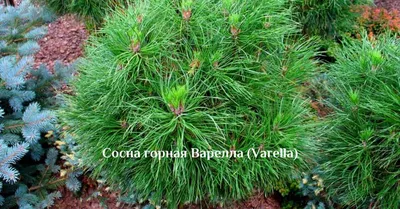 Сосна Дирхев (С3) 20см купить саженцы по лучшей цене в Украине: описание,  фото в интернет магазине Спасский питомник