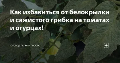 Как избавиться от белокрылки и сажистого грибка на томатах и огурцах! |  Огород Легко и Просто | Дзен