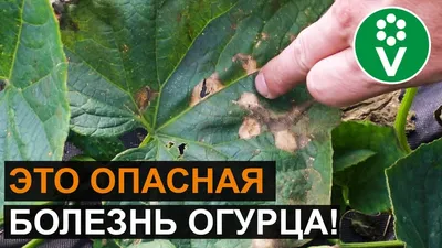 Черные пятна на листьях огурцов в теплице и открытом грунте - Ортон