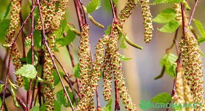 Семена березы бородавчатой (повислой) (Betula verrucosa) РСТ Россия (id  99042117), купить в Казахстане, цена на Satu.kz