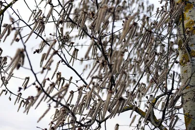 Снежные ангелы (семена берёзы) — Фото №328538