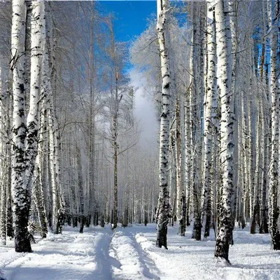 Популярные сорта березы 🌳 Купить саженцы с доставкой