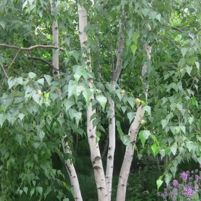 Семена березы бородавчатой (повислой) (Betula verrucosa) РСТ Россия (id  99042117), купить в Казахстане, цена на Satu.kz