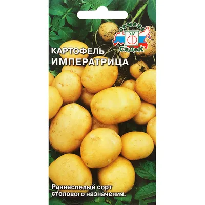 Картофель УДАЧА, сорта картофеля, семенной картофель