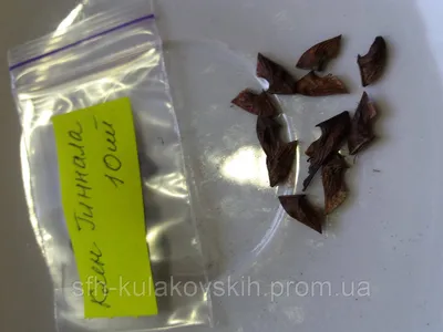 Клён белый - Клен Явор - (лат. Acer pseudoplatanus) СЕМЕНА 25шт + подарок |  AliExpress