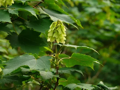 Семена татарского (черного клена) клена Acer tatáricum под солнечным светом  - Ozero - российский фотосток